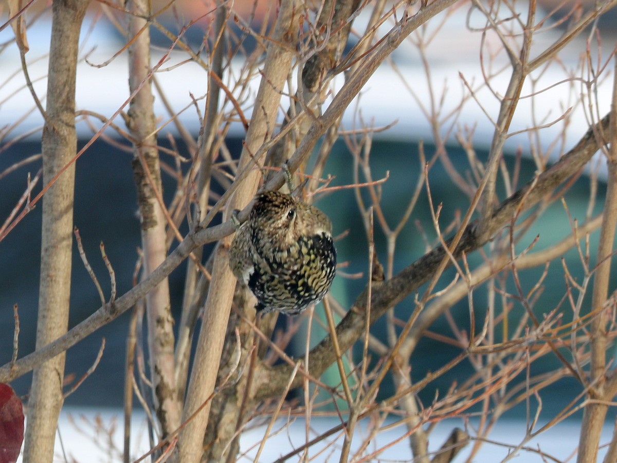 Yellow-bellied Sapsucker - ML646590038