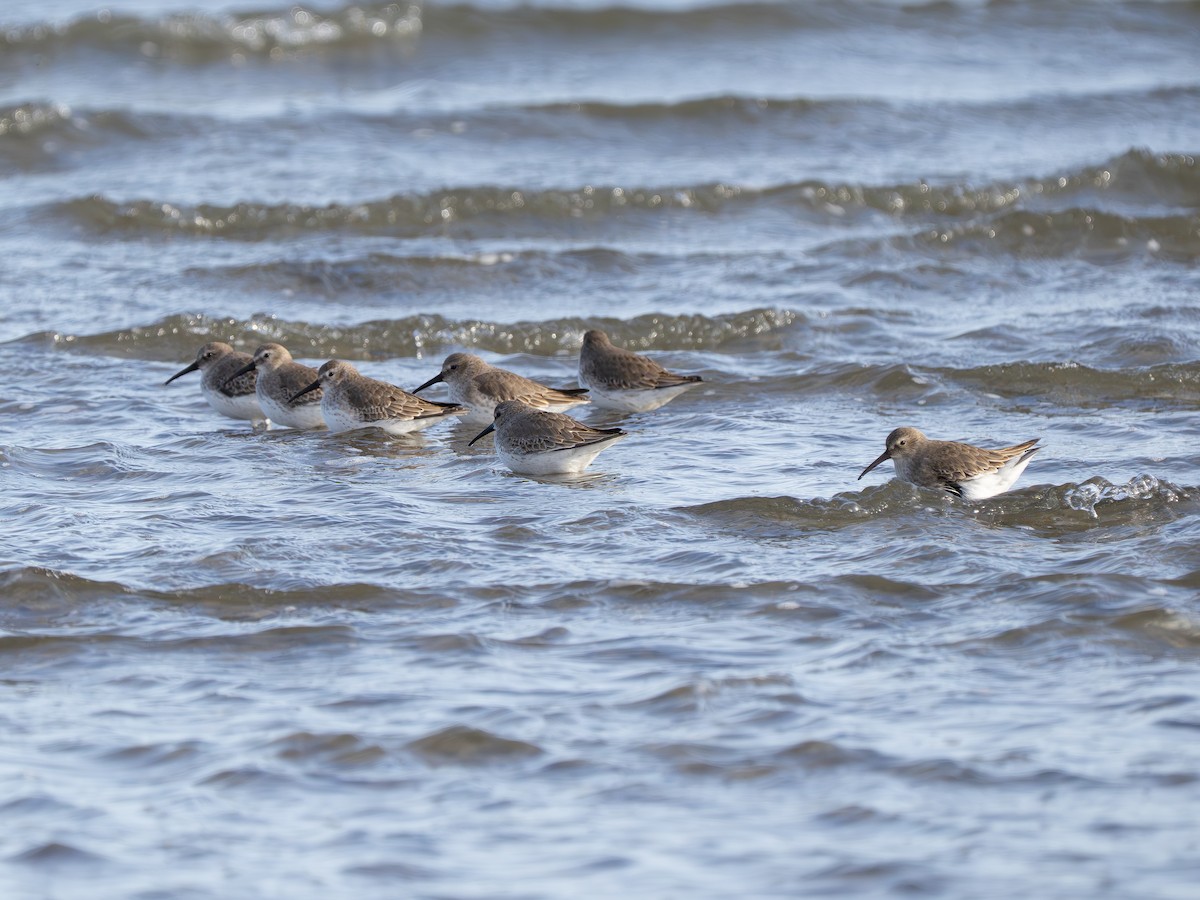 jespák obecný - ML646590039