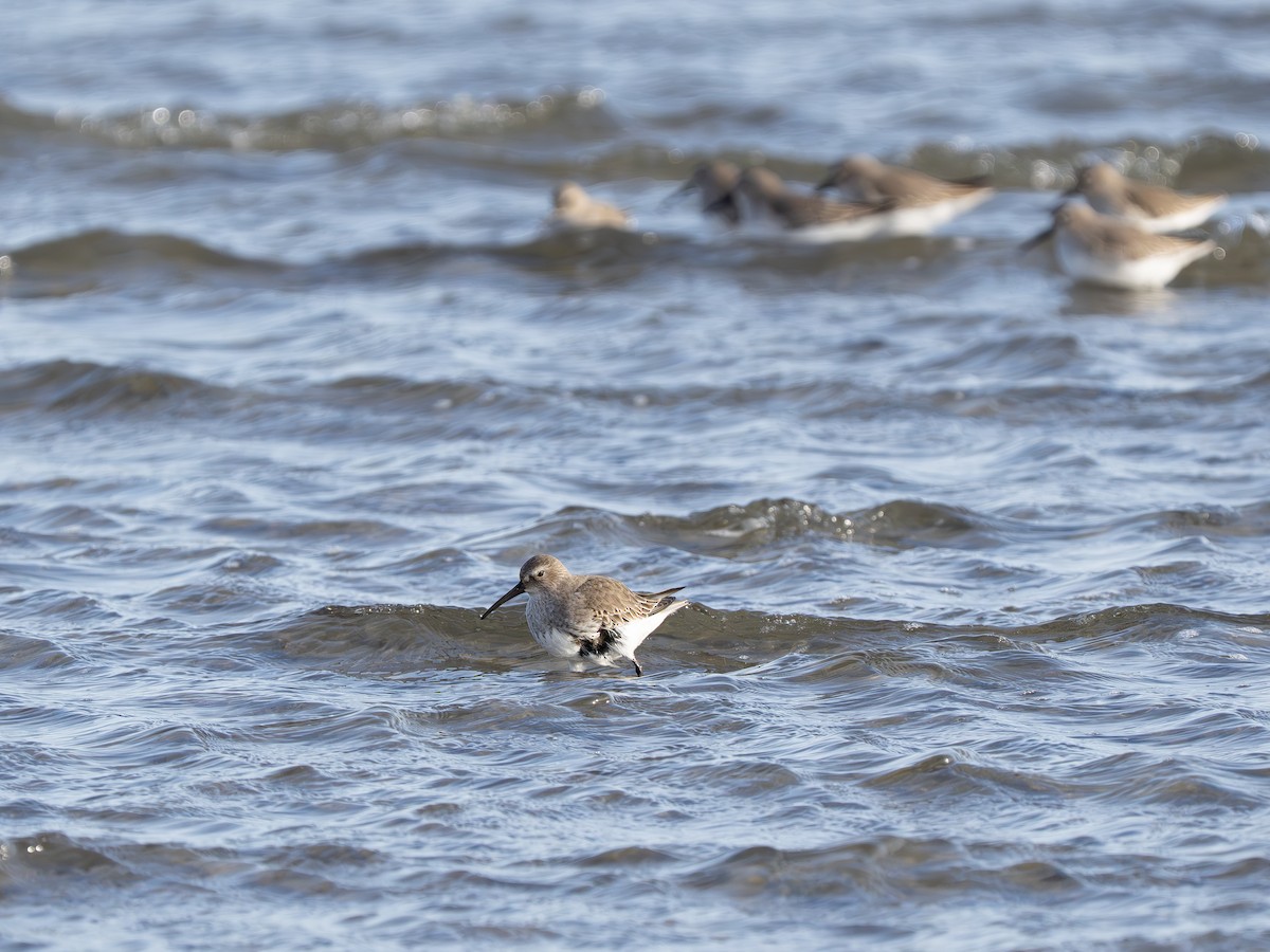 jespák obecný - ML646590040