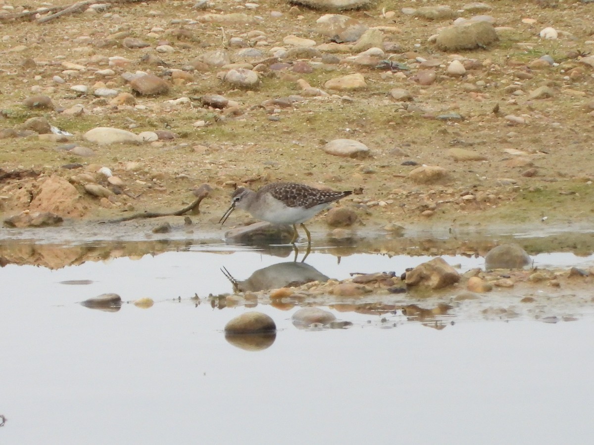 Wood Sandpiper - ML646590042