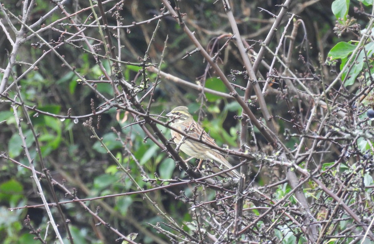 Cirl Bunting - ML646590045