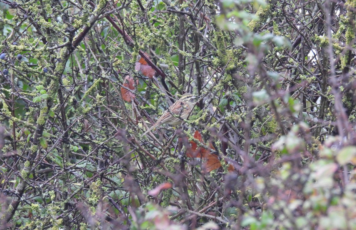 Cirl Bunting - ML646590046