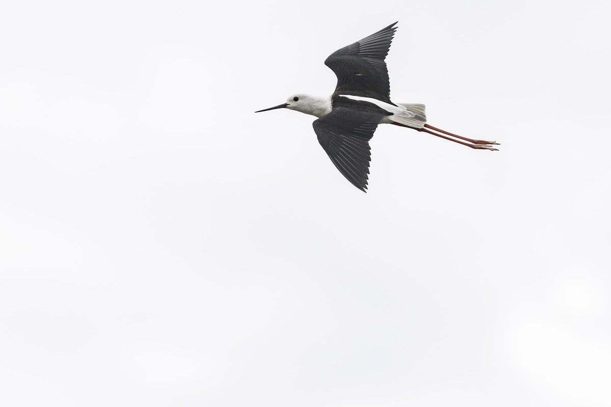 Zankaluze eurasiarra - ML646590051