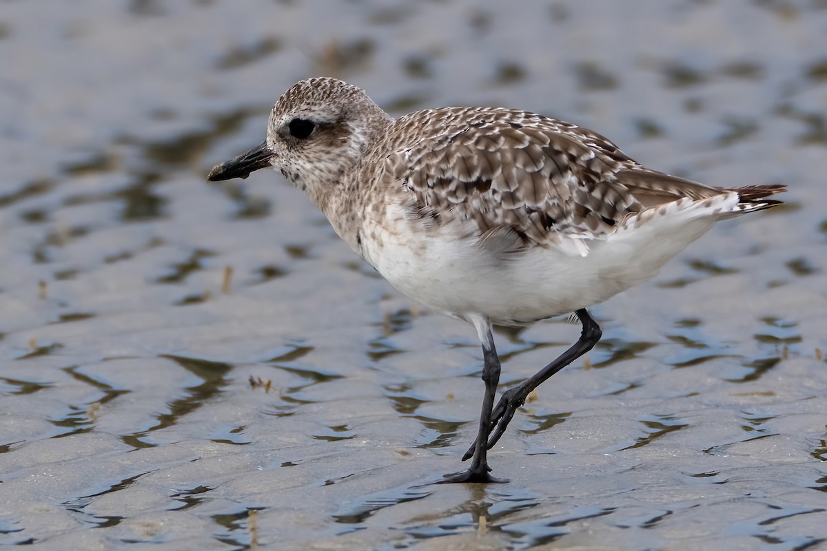 Black-bellied Plover - ML646590052