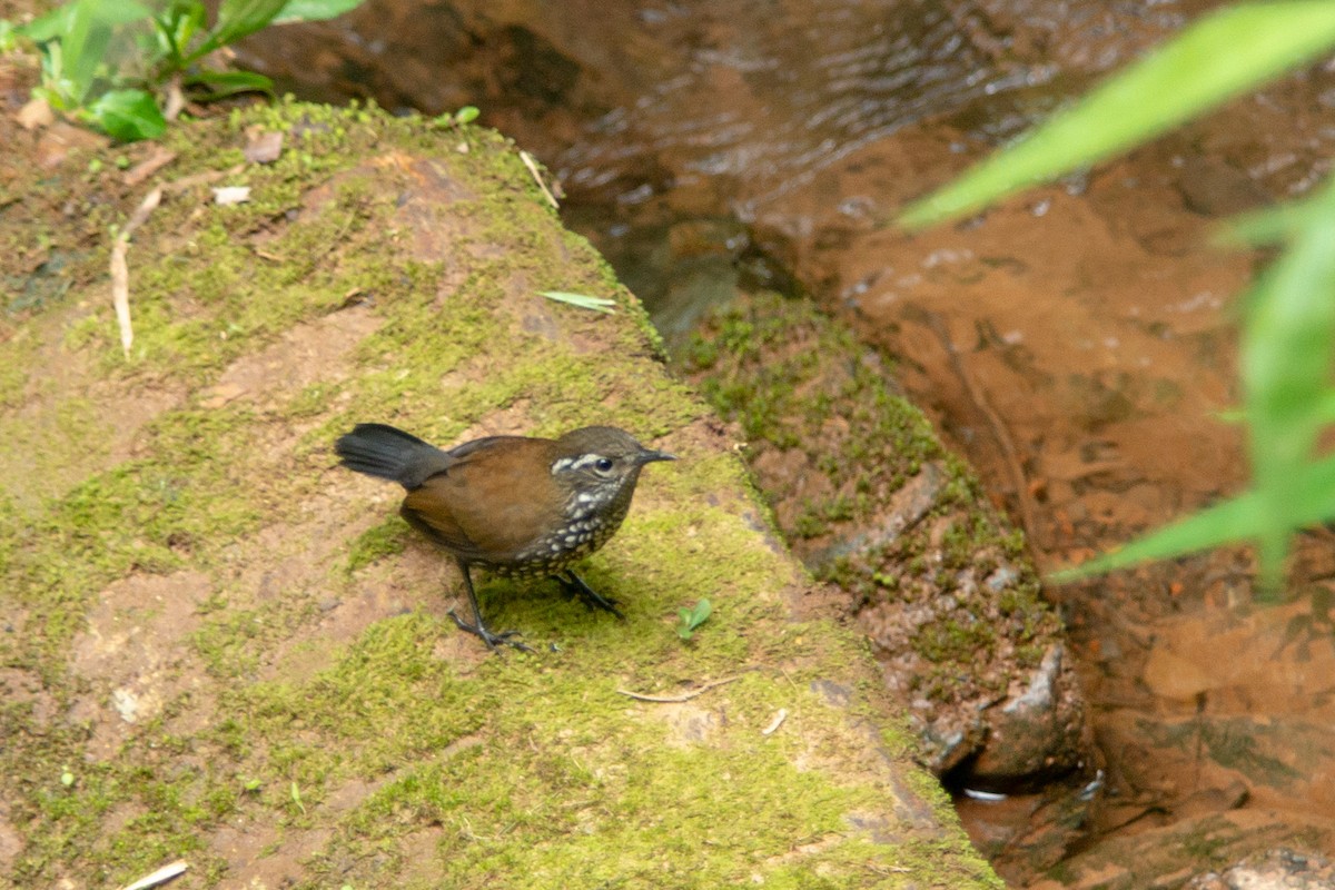Sharp-tailed Streamcreeper - ML646590053