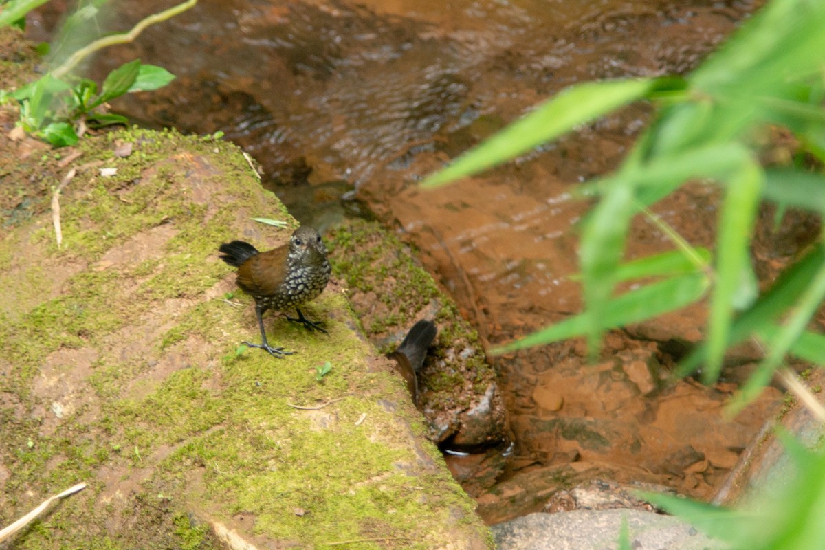 Sharp-tailed Streamcreeper - ML646590054