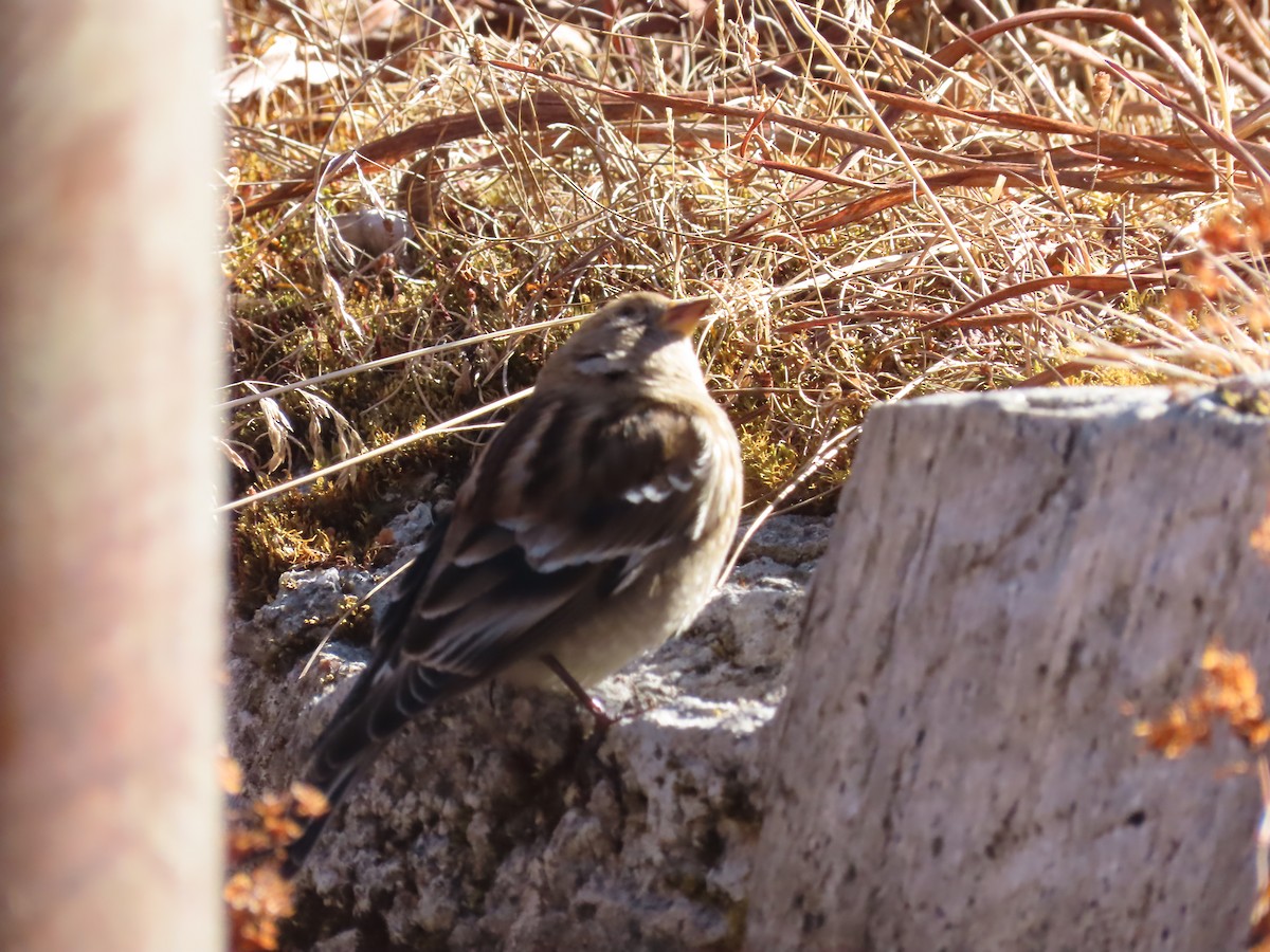Plain Mountain Finch - ML646590055
