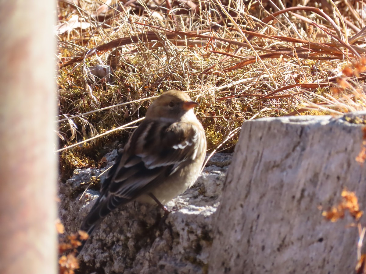 Waldschneegimpel - ML646590056