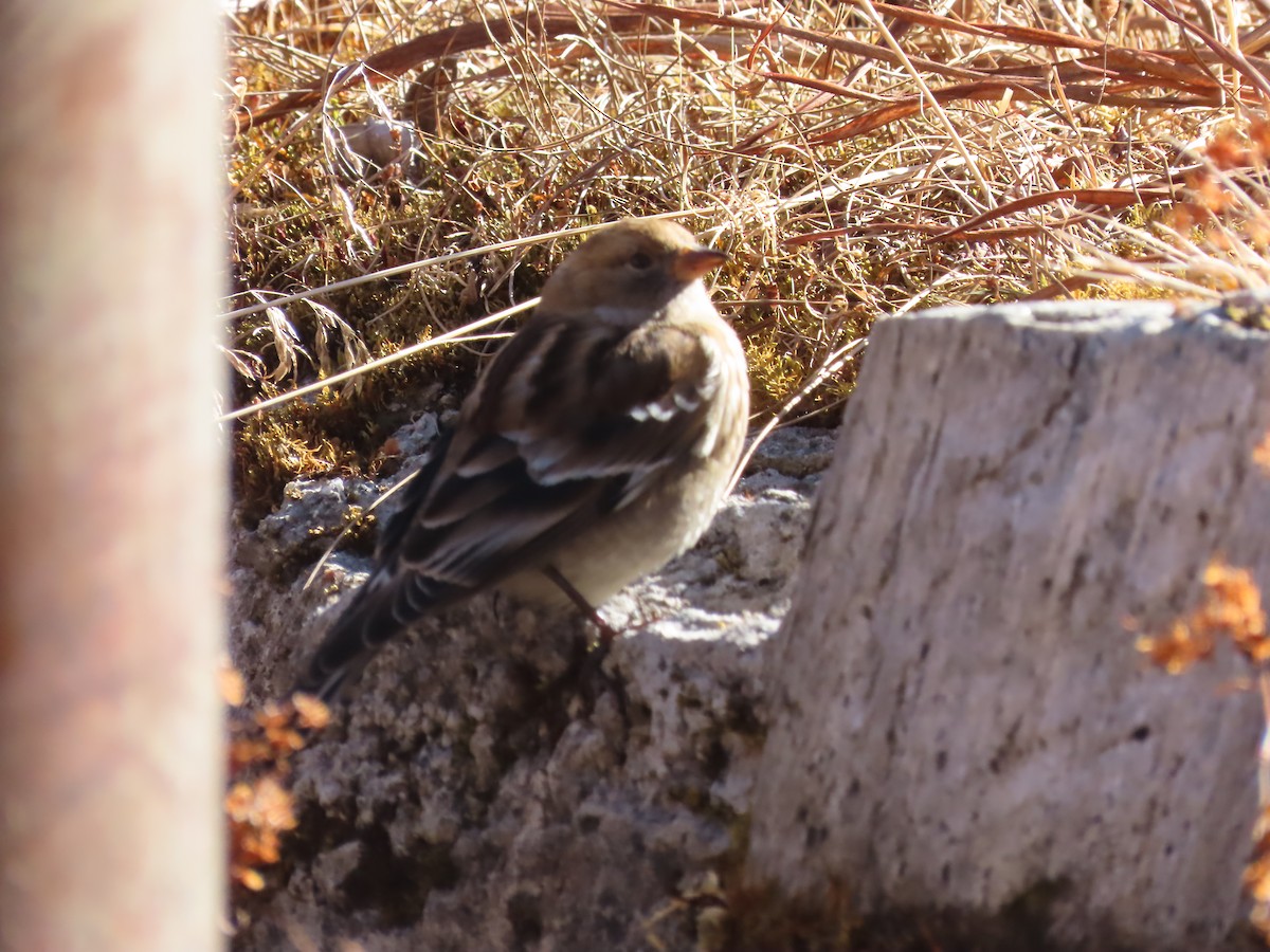 Plain Mountain Finch - ML646590057
