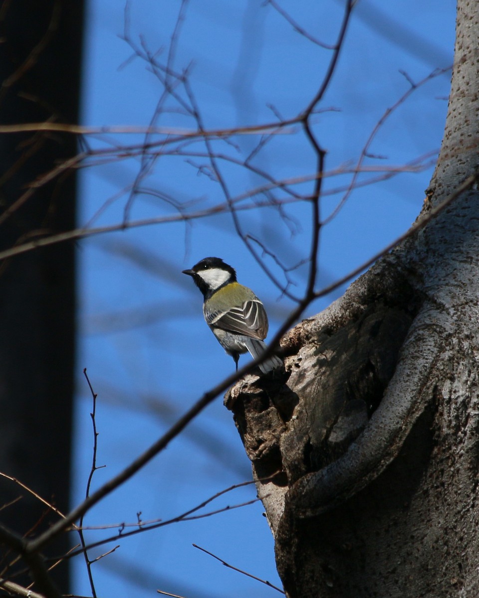 Asian Tit - ML646590058