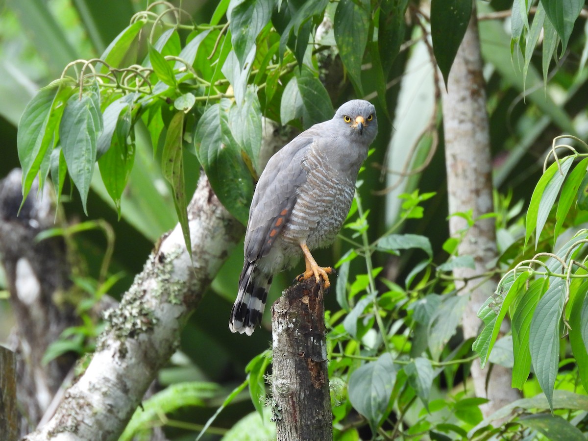 káně krahujová - ML646590063