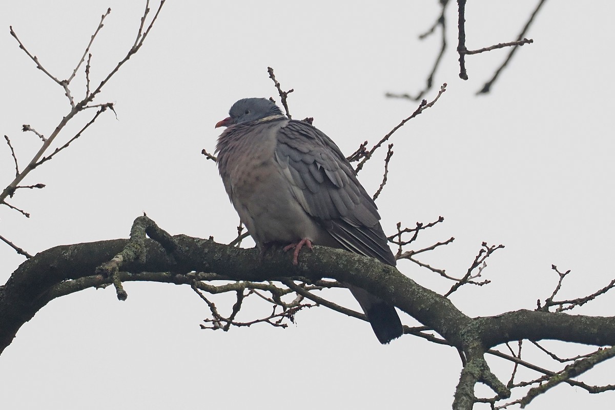 Paloma Torcaz - ML646590065