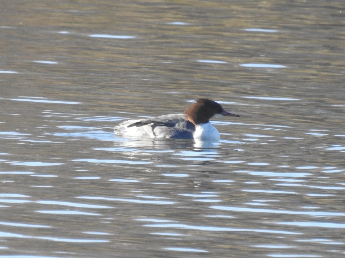 Common Merganser - ML646590066