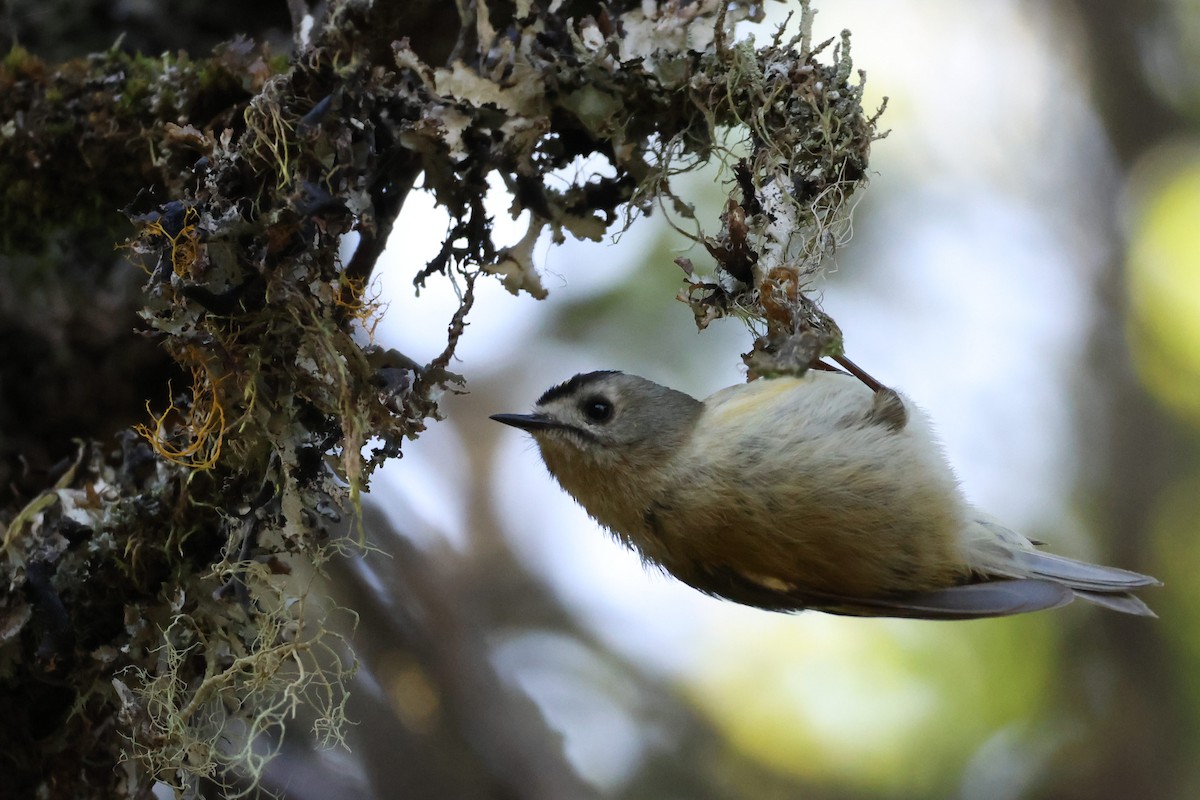 králíček obecný (ssp. teneriffae) - ML646590067