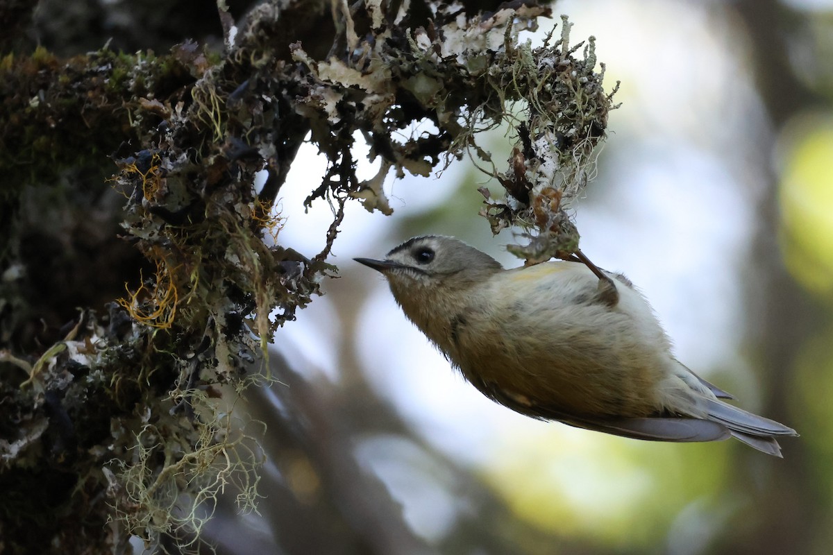 králíček obecný (ssp. teneriffae) - ML646590068