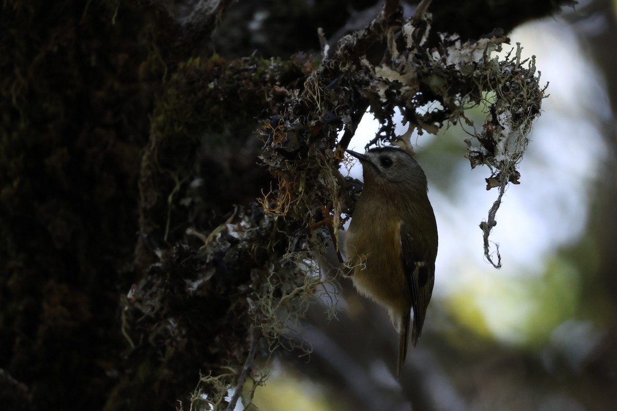 králíček obecný (ssp. teneriffae) - ML646590069