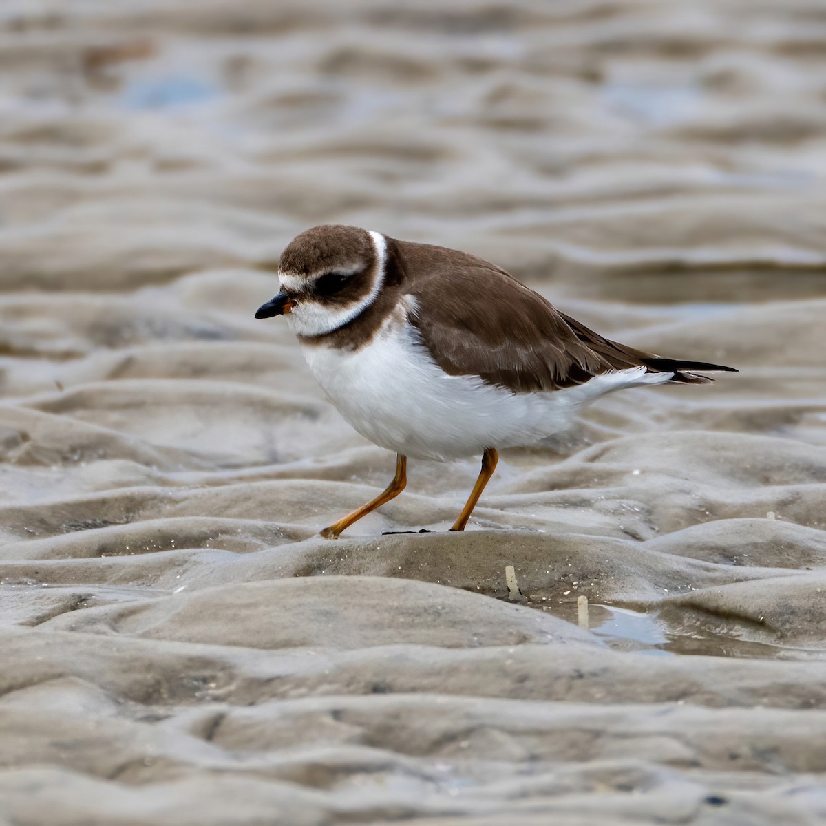 Semipalmated Plover - ML646590070