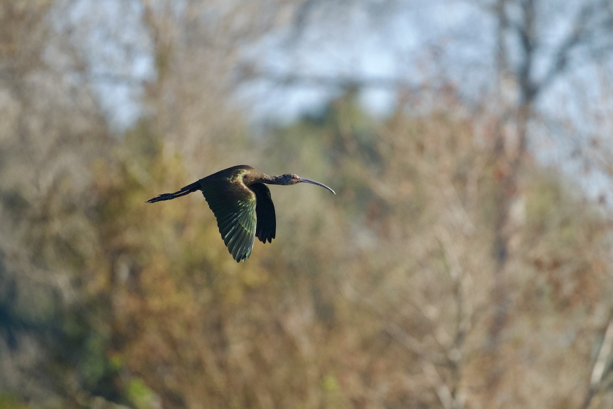 Beltzaran musuzuria - ML646590071