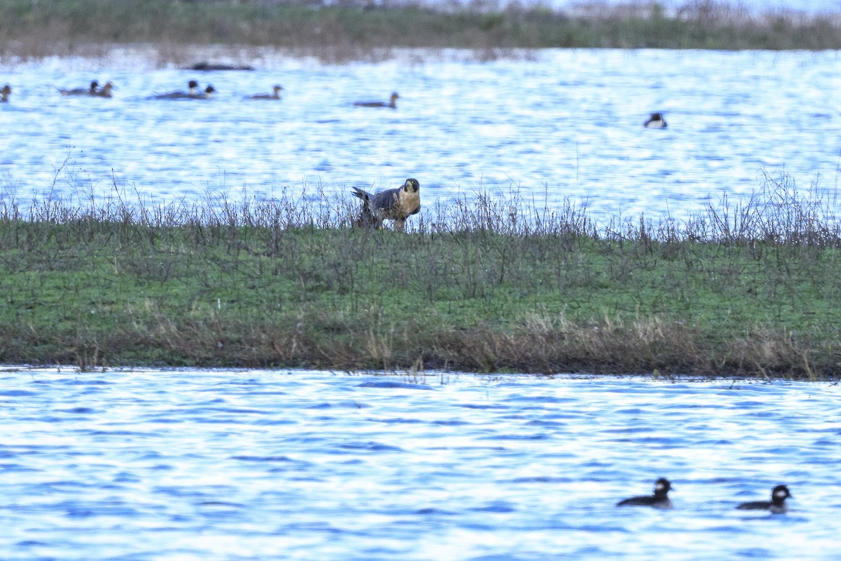 Wanderfalke - ML646590072