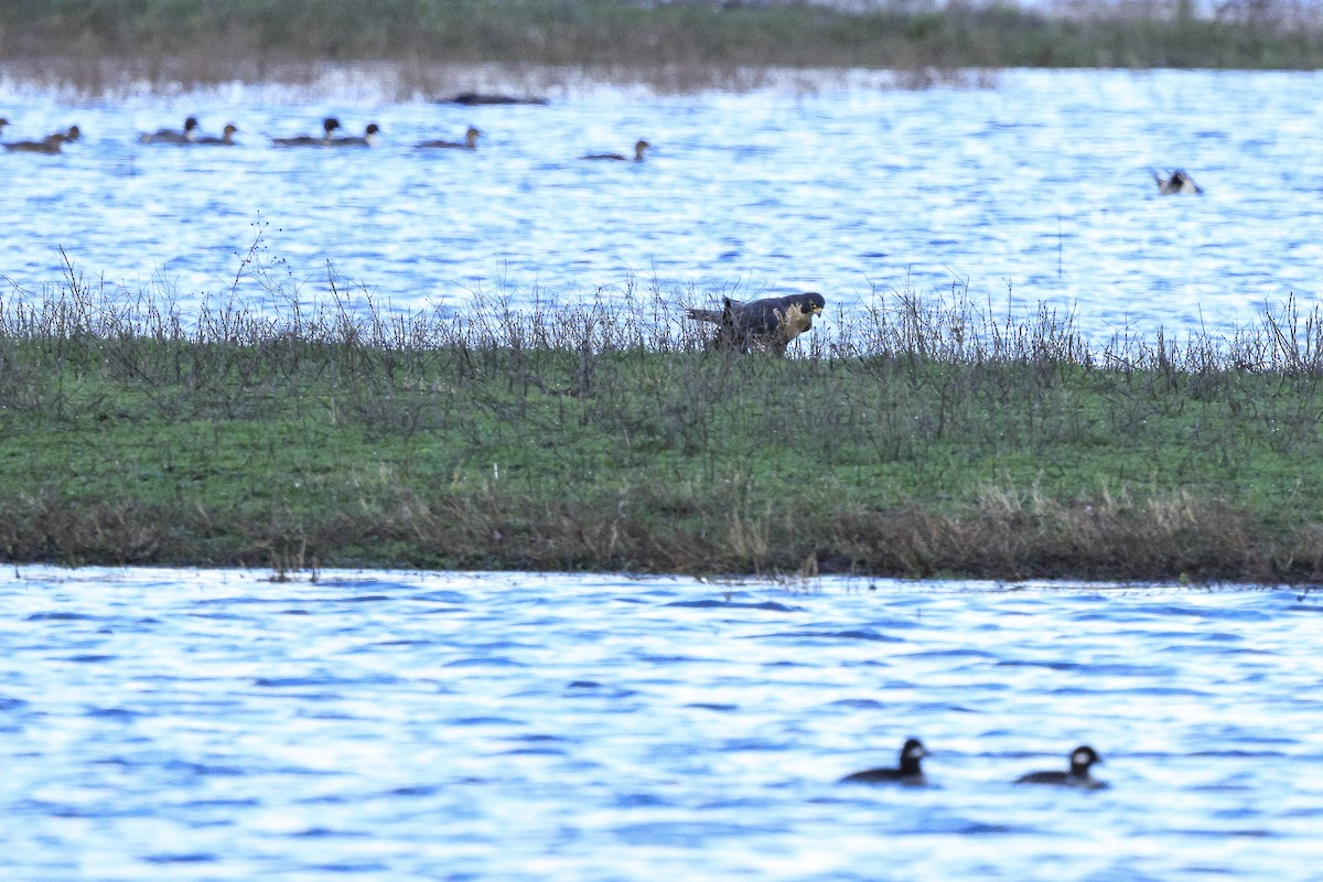 Peregrine Falcon - ML646590073