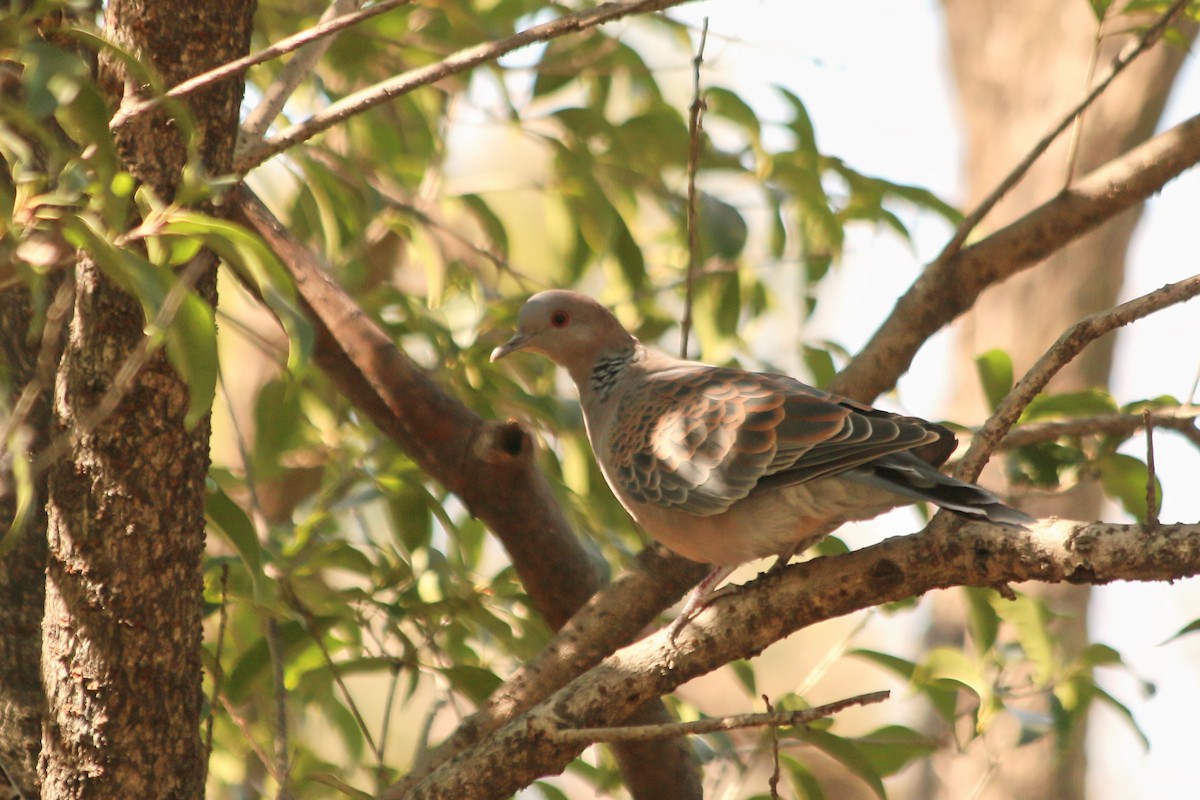 Горлиця велика - ML646590074