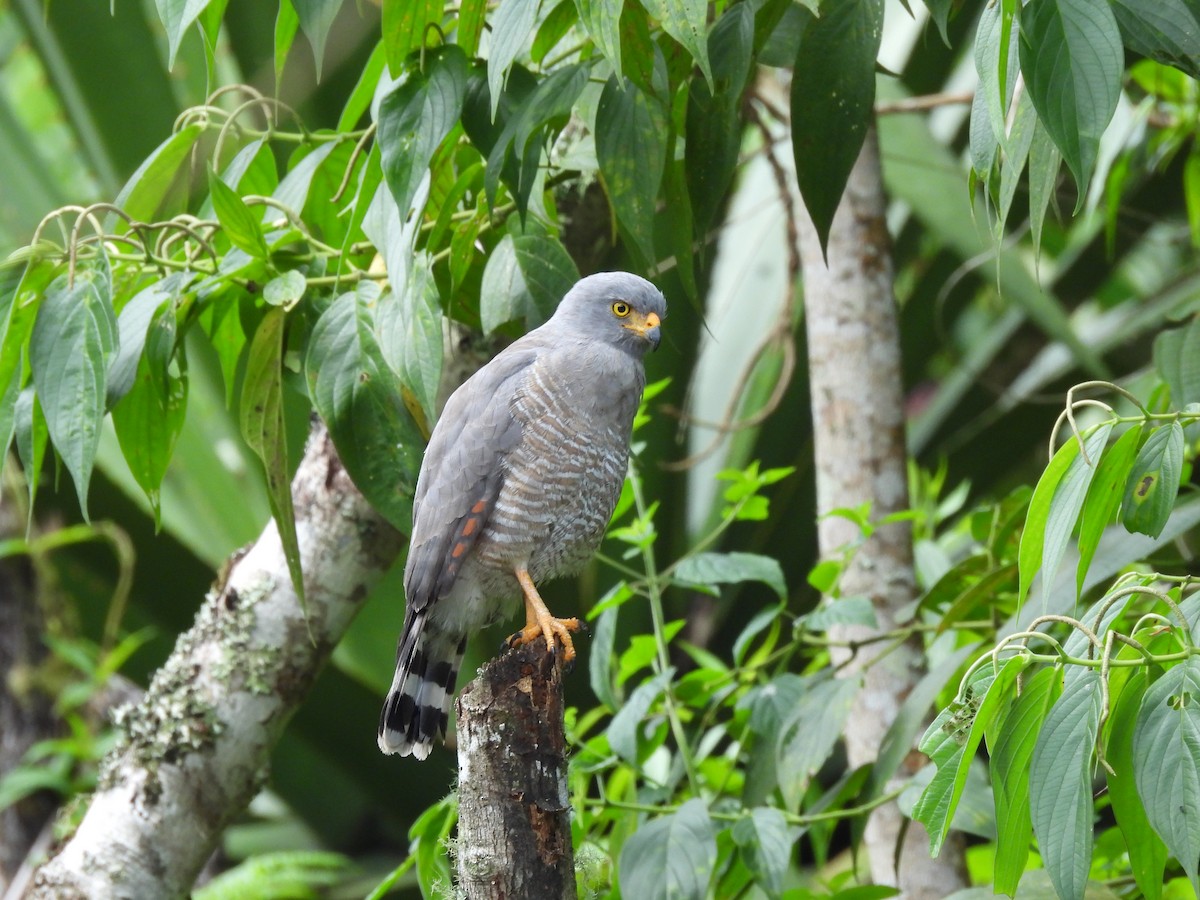 káně krahujová - ML646590075