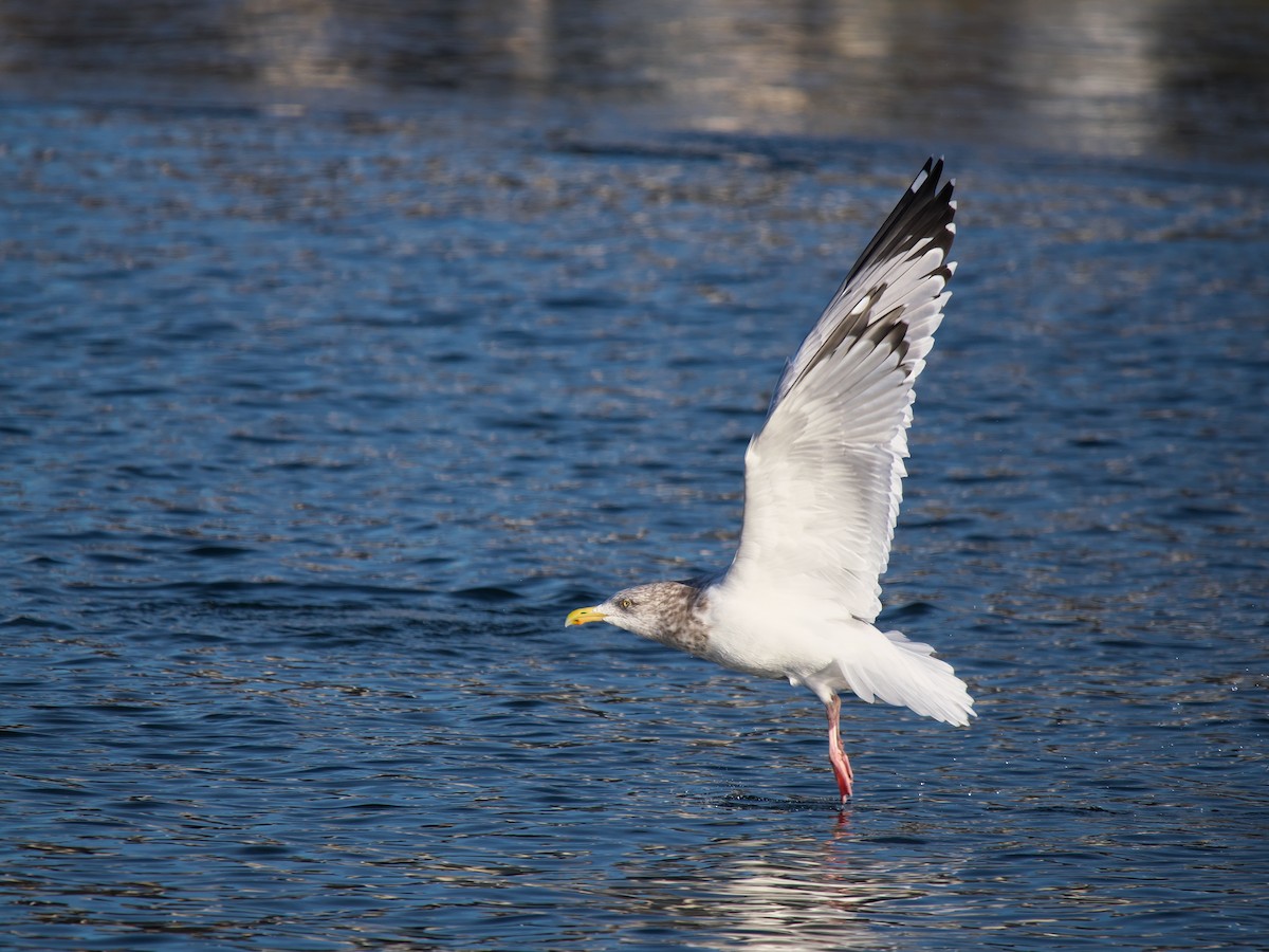 Kanadamöwe - ML646590081