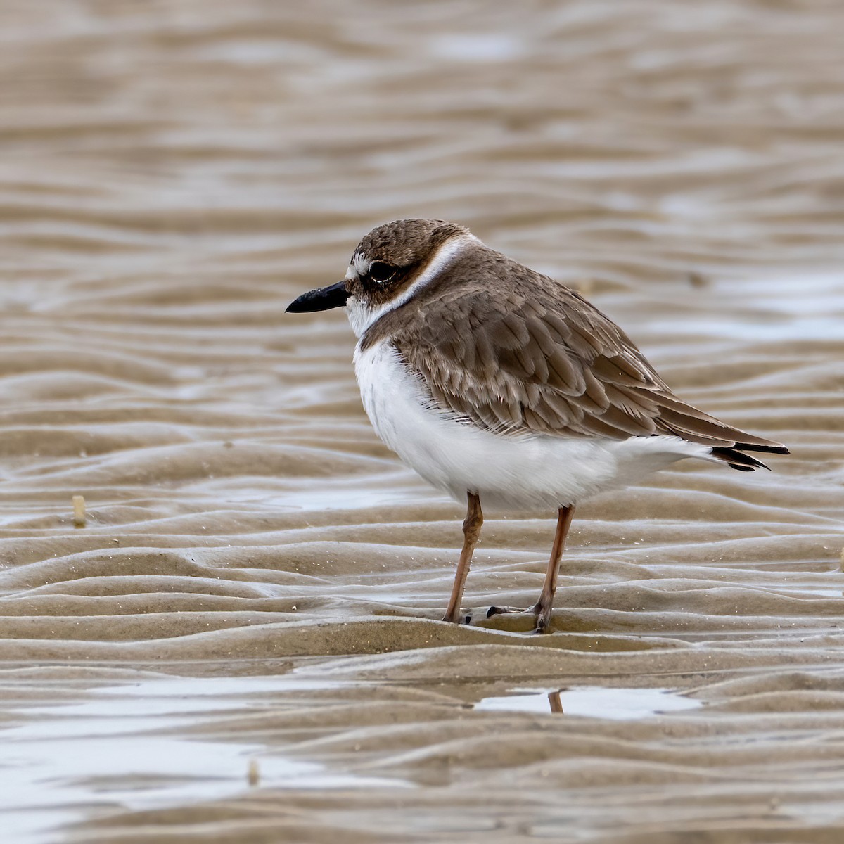 Wilson's Plover - ML646590082