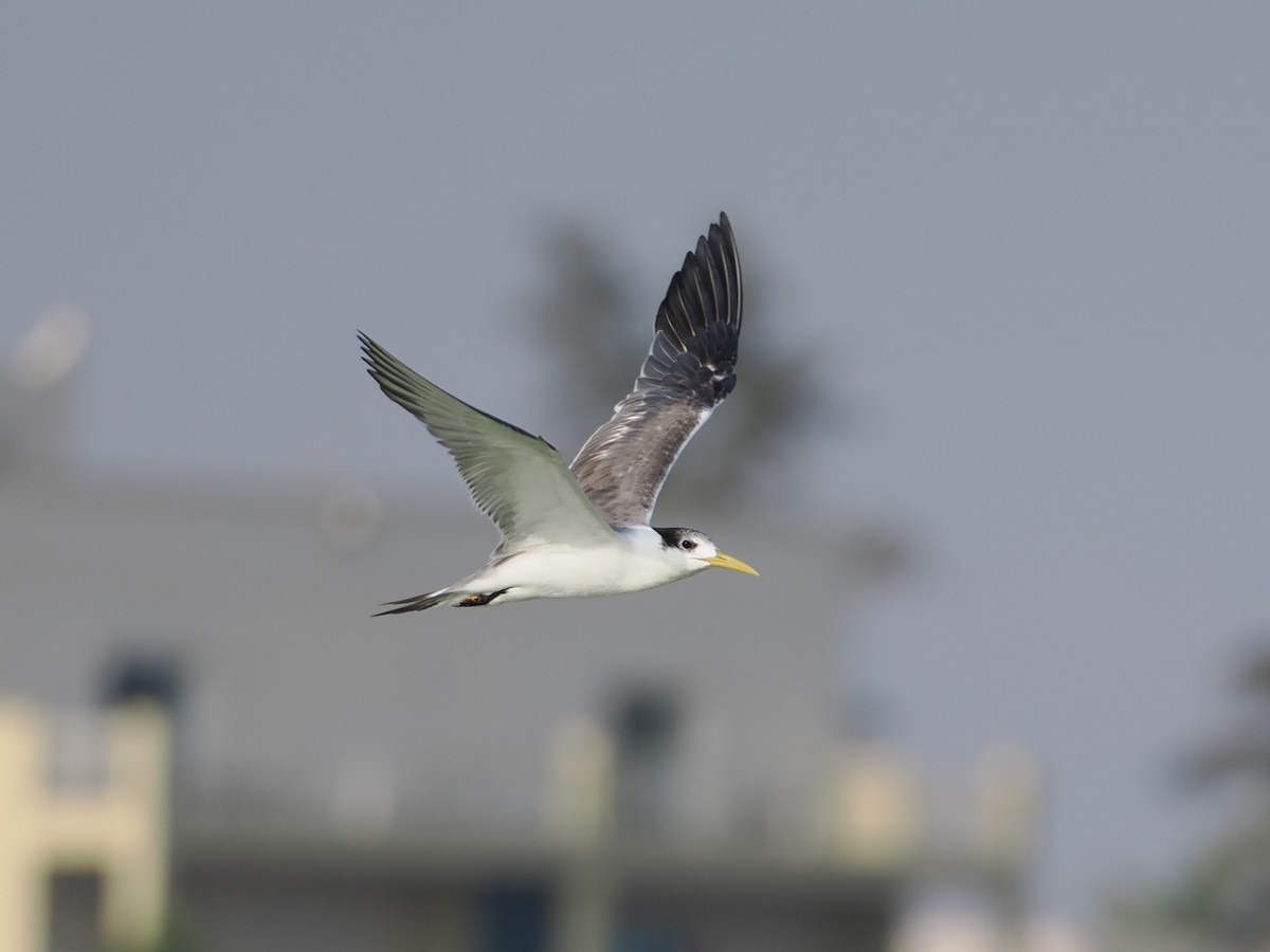 Eilseeschwalbe - ML646590083