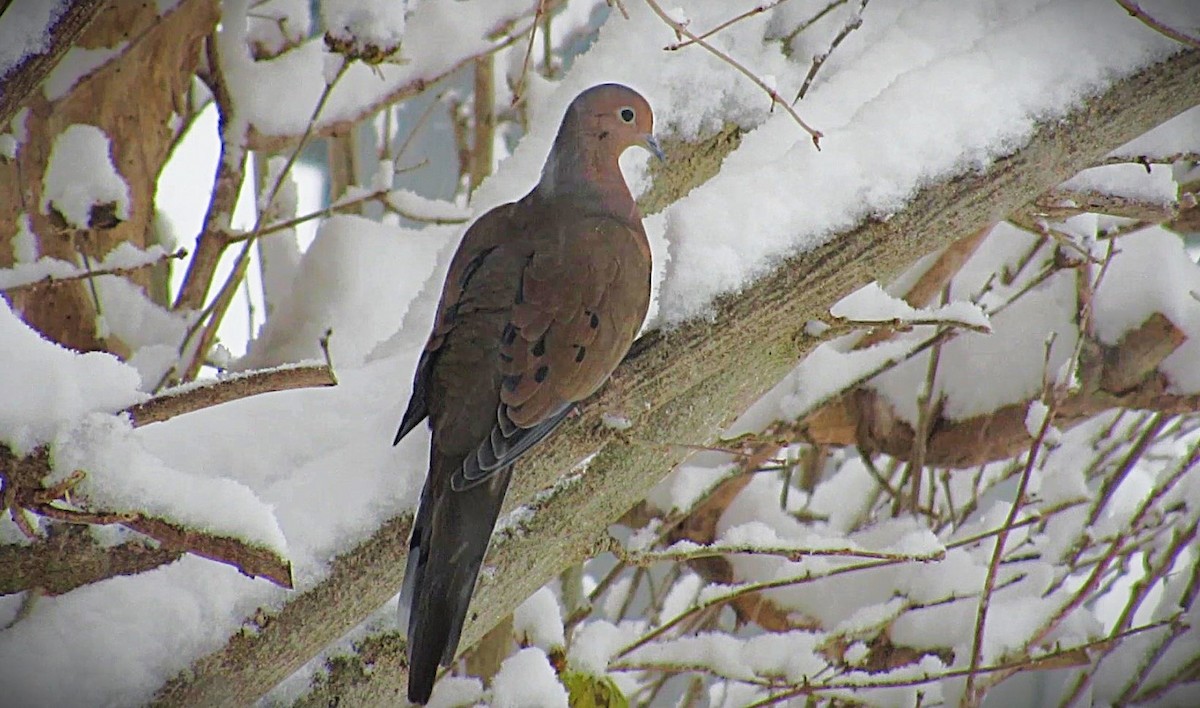 Carolinataube - ML646590085