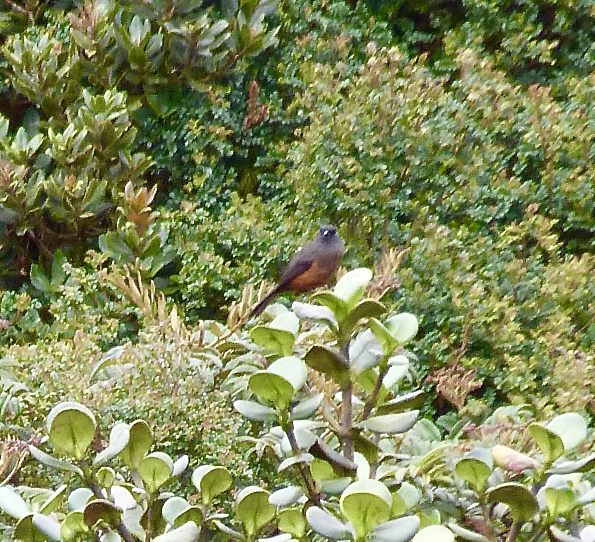 Kastanienbauchkotinga - ML646590089