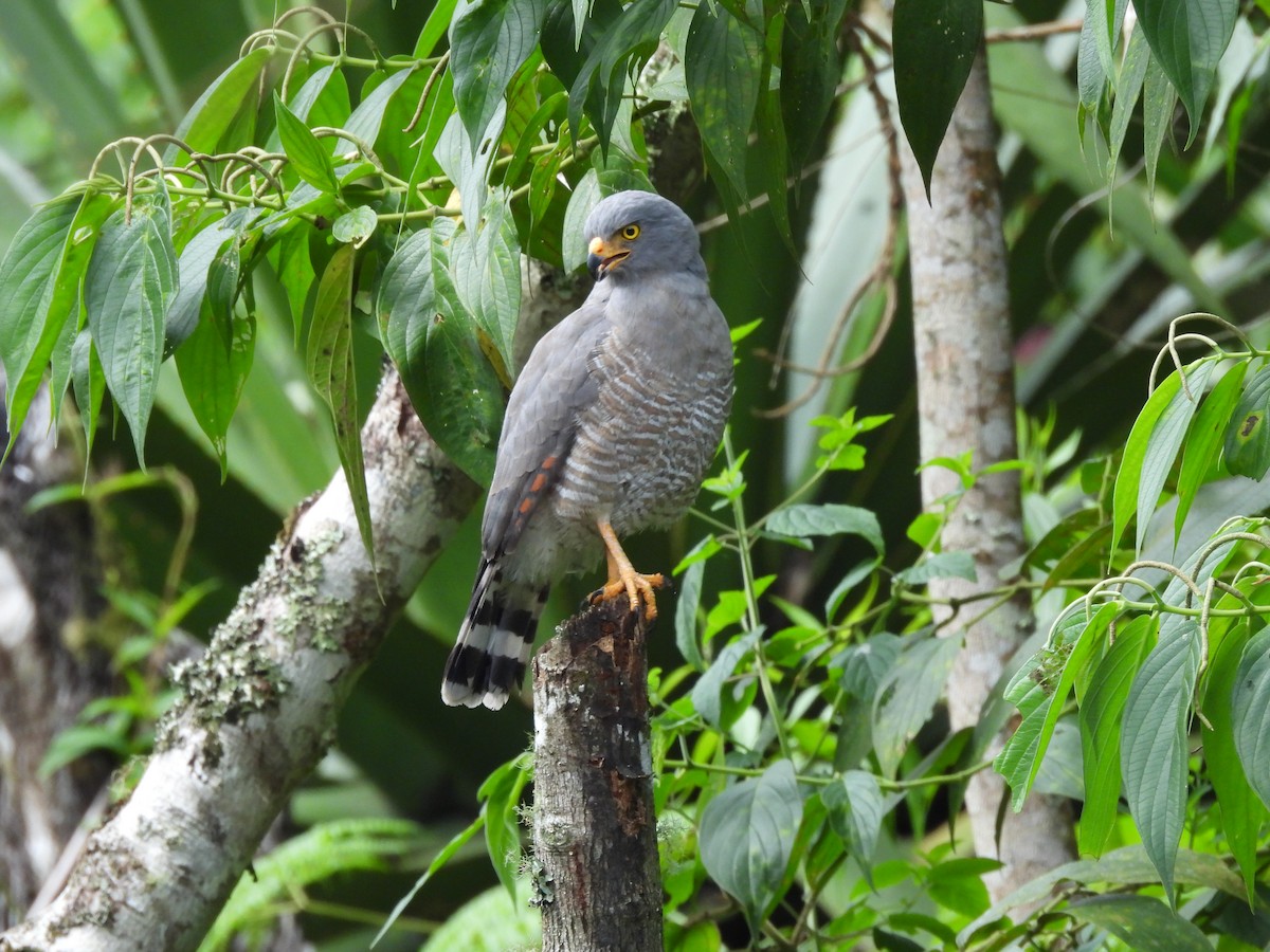 Wegebussard - ML646590091