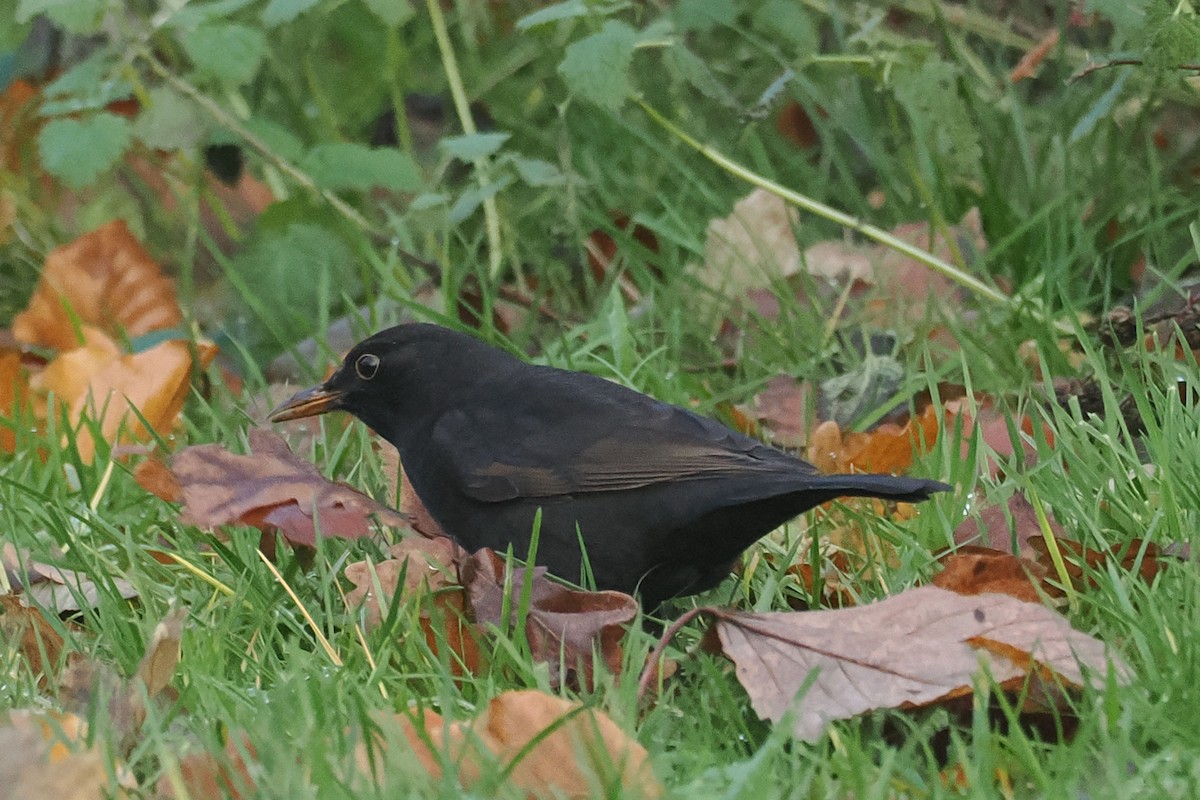 Amsel - ML646590092