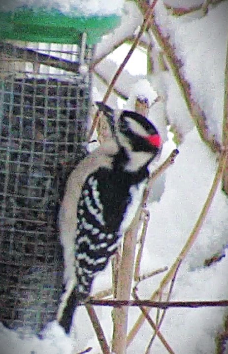 Dunenspecht - ML646590093