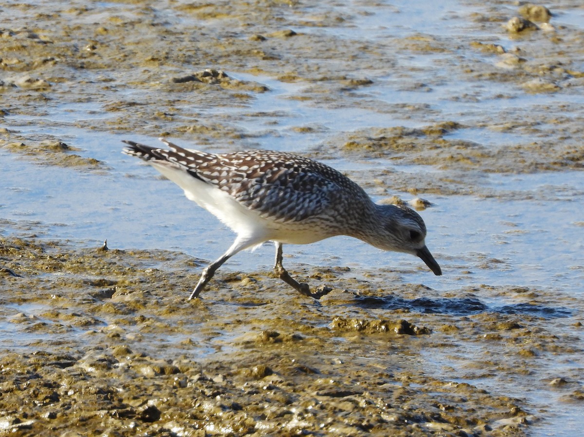 Kiebitzregenpfeifer - ML646590095