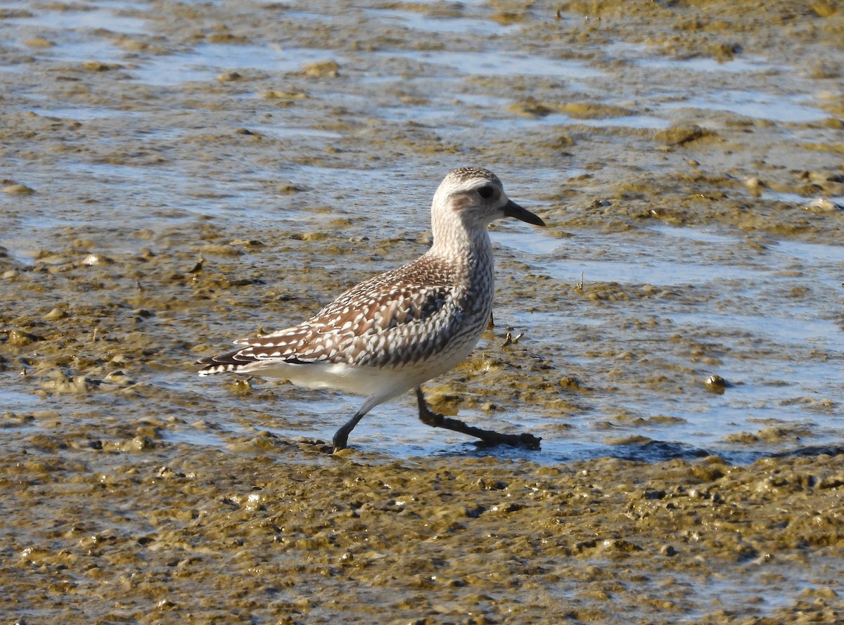 Kiebitzregenpfeifer - ML646590096