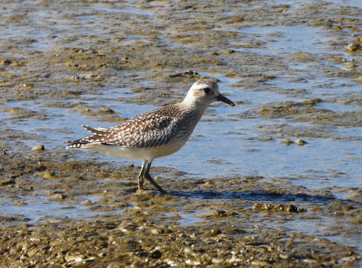 Kiebitzregenpfeifer - ML646590097