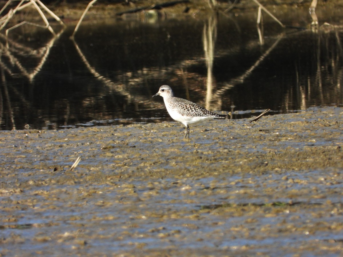 Kiebitzregenpfeifer - ML646590098