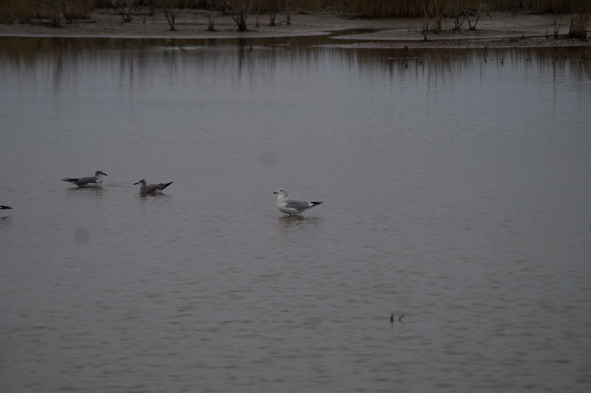 Ringschnabelmöwe - ML646590099