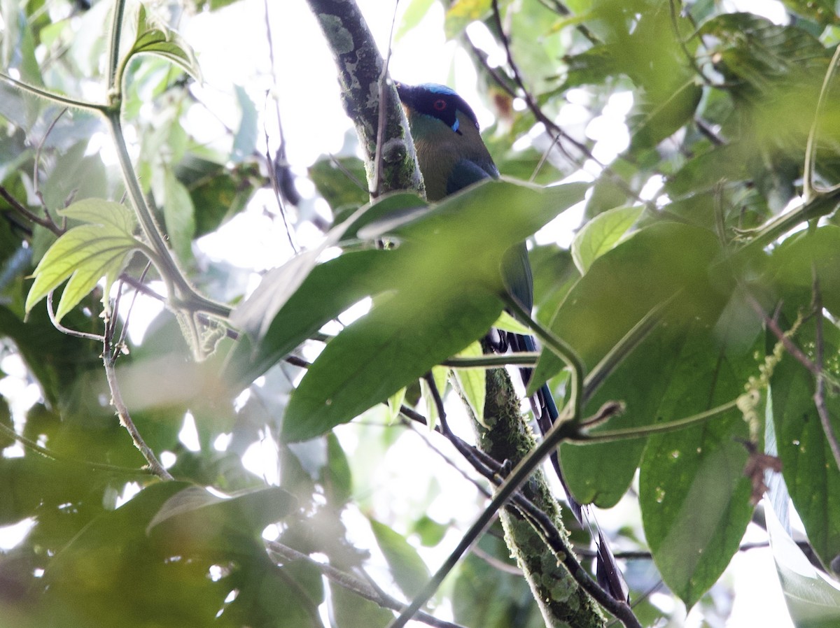 Hochlandmotmot - ML646590100