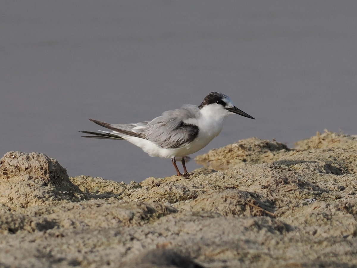 Zwergseeschwalbe - ML646590101