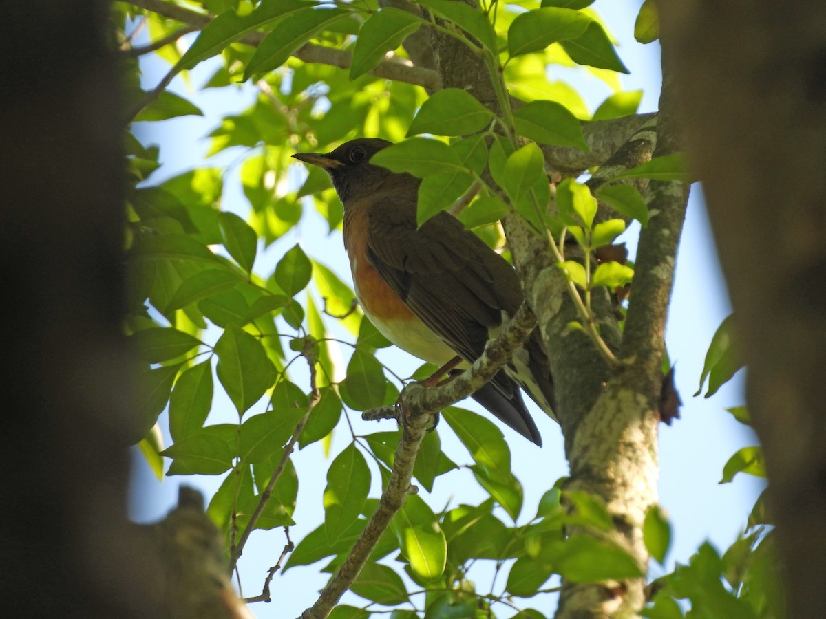 Japandrossel - ML646590102