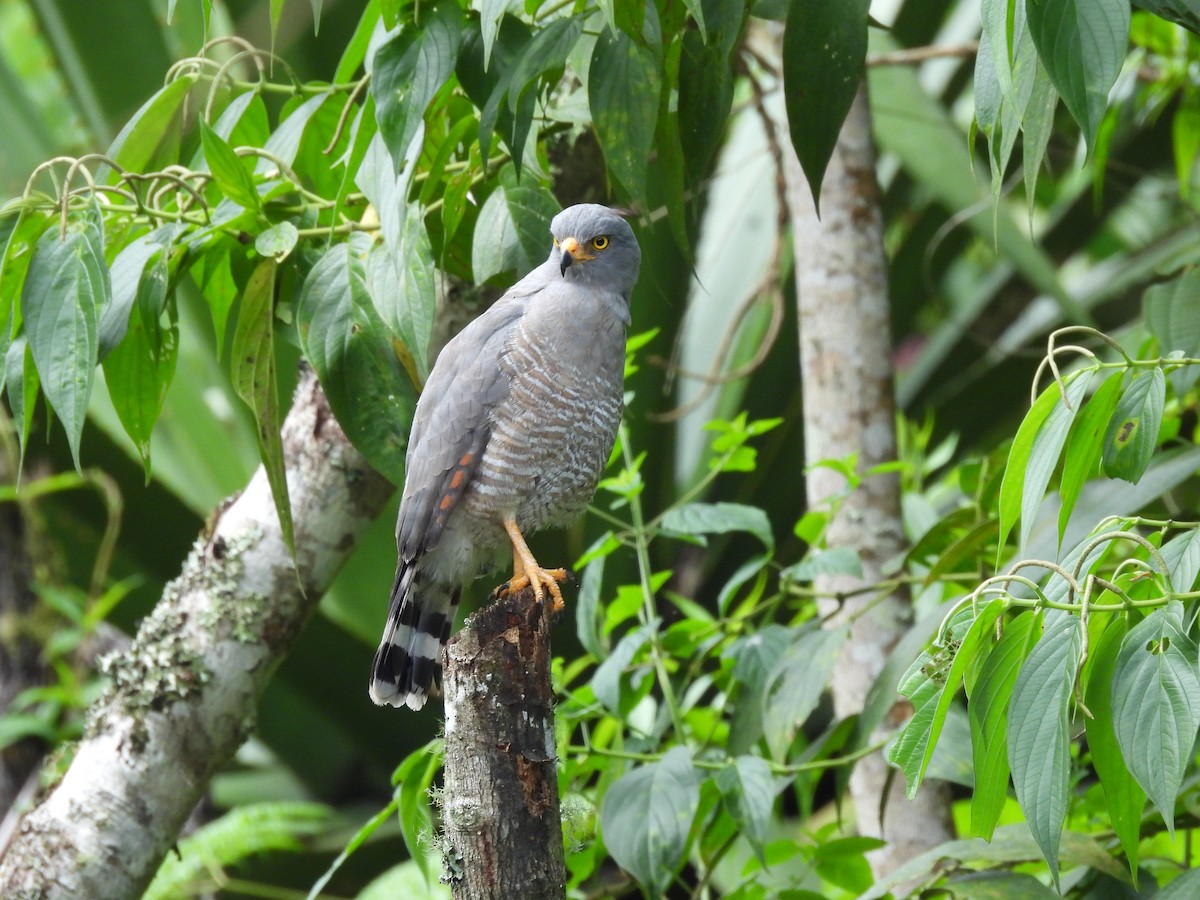 Wegebussard - ML646590103