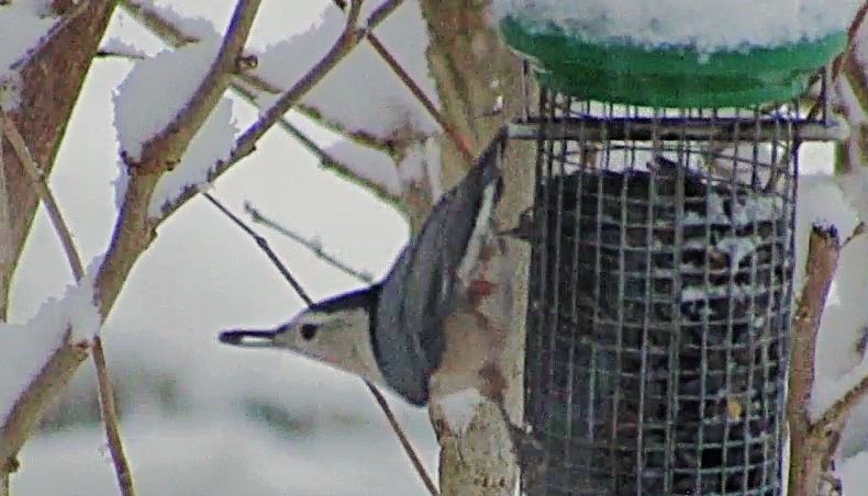 Weißbrustkleiber - ML646590104