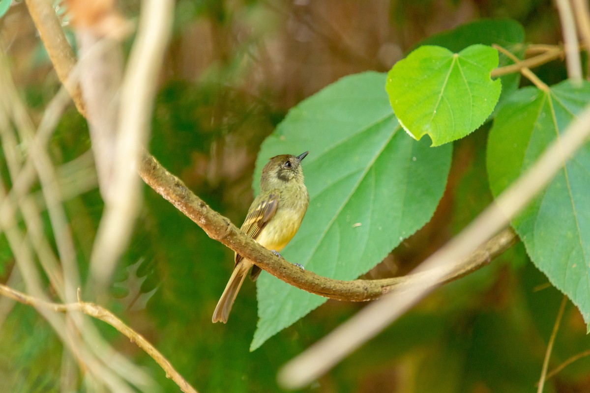 Braunkappen-Laubtyrann - ML646590106