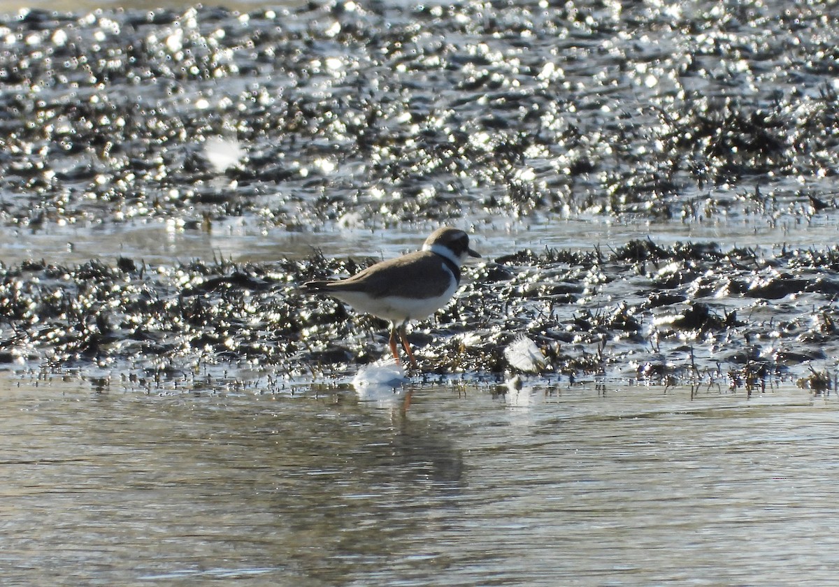 Flussregenpfeifer - ML646590107