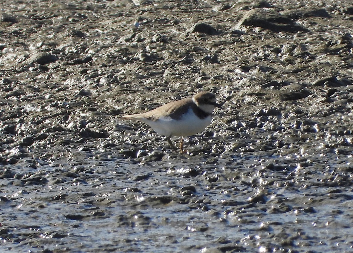 Flussregenpfeifer - ML646590108