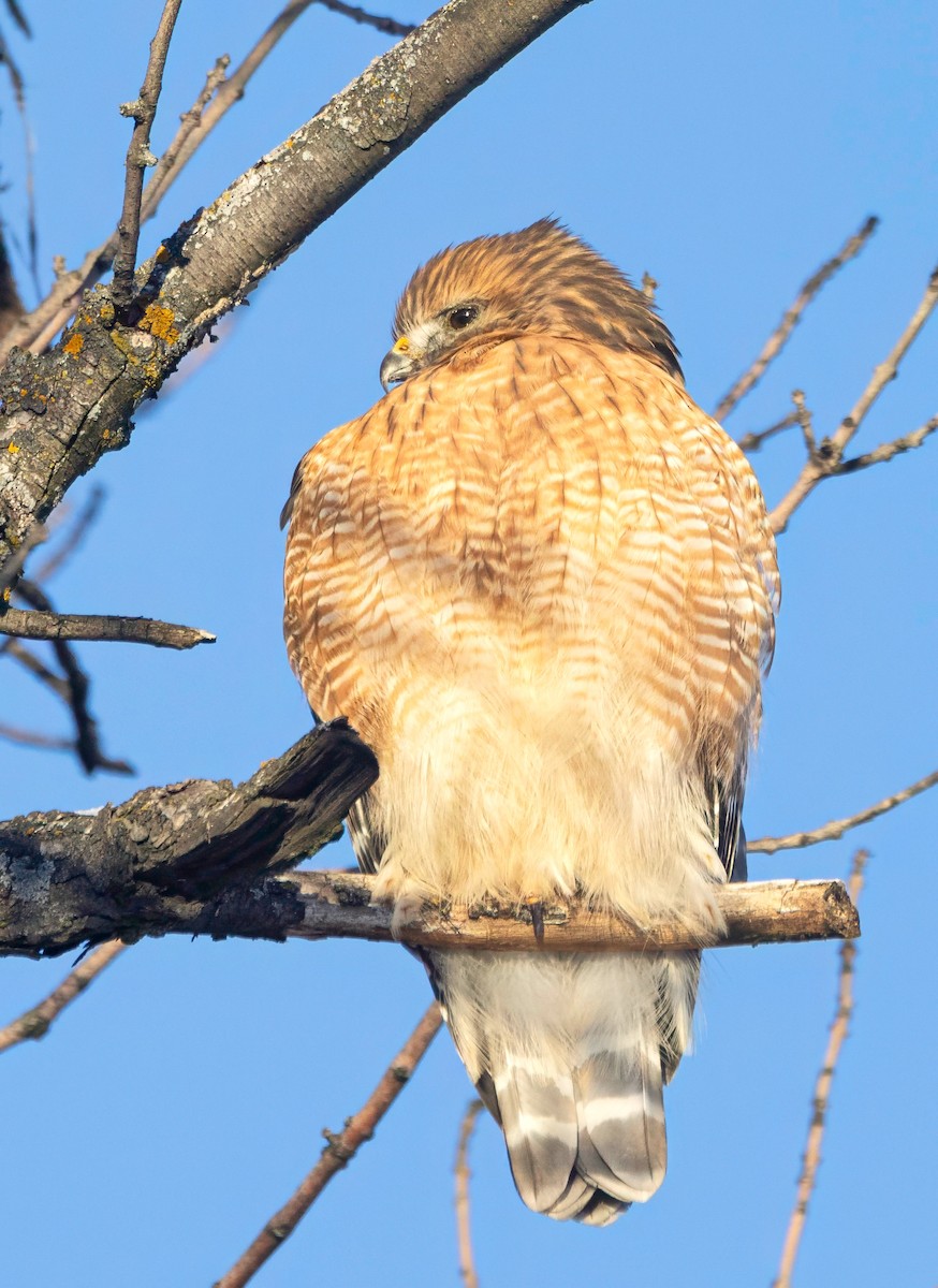 Rotschulterbussard - ML646590109