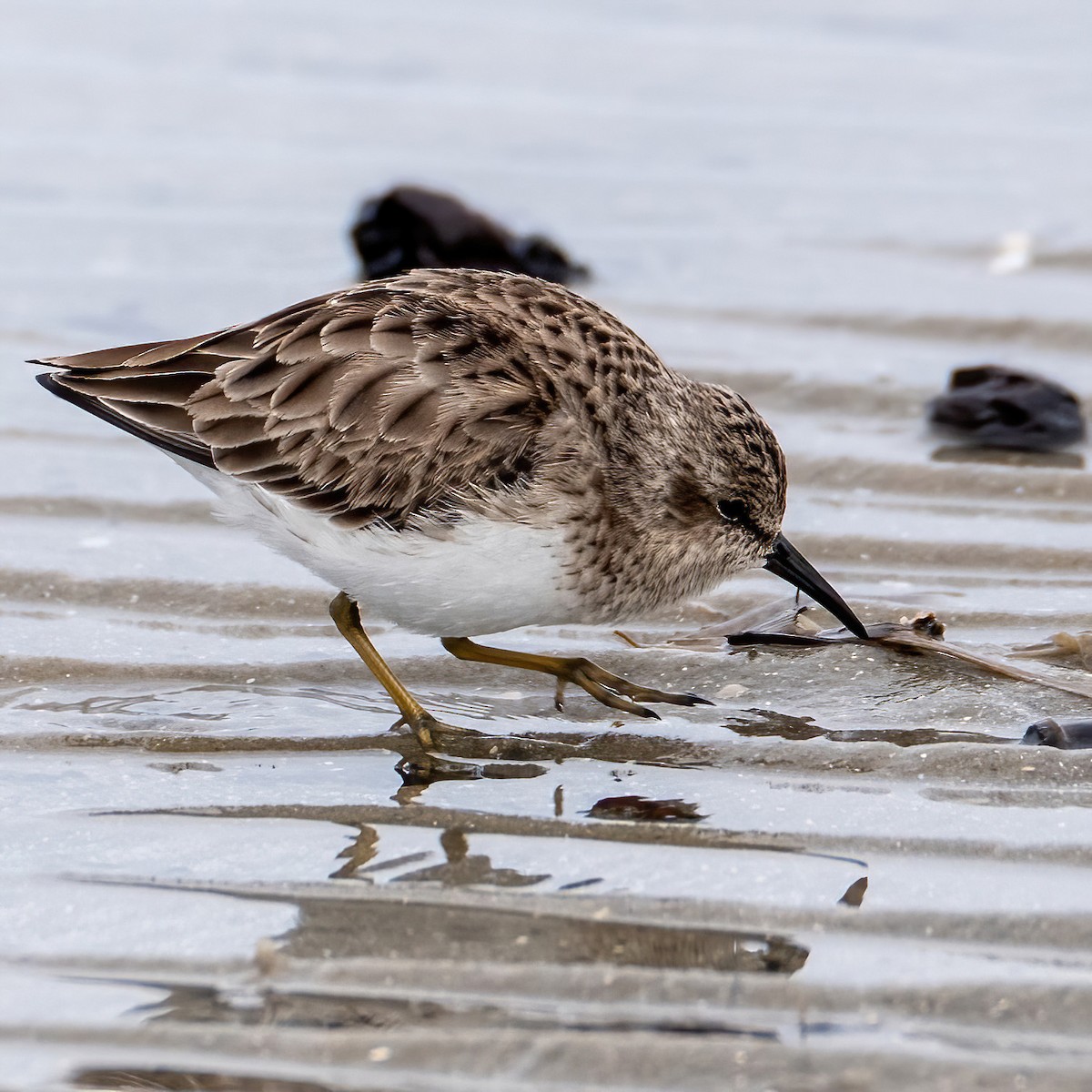 Alpenstrandläufer - ML646590110
