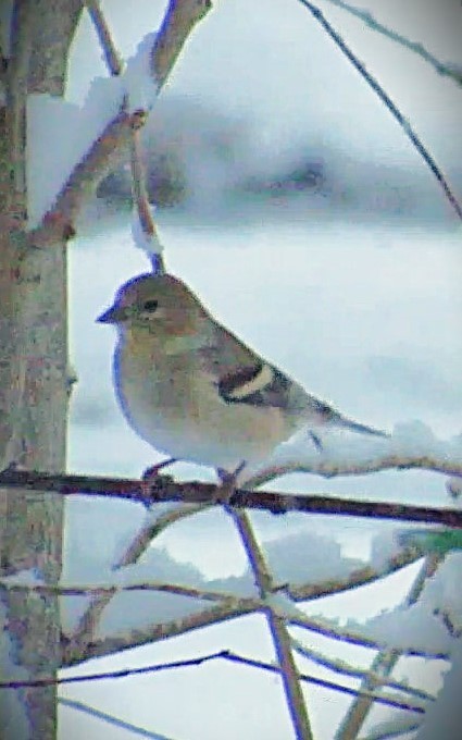 Goldzeisig - ML646590111